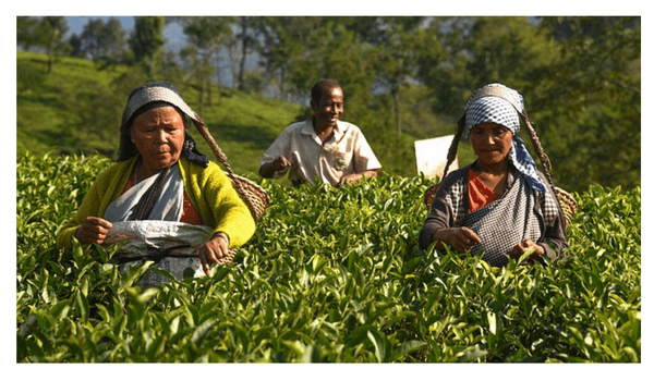 ‘At Rs 250, daily wages of tea garden workers in state higher than Assam’ ‘At Rs 250, daily wages of tea garden workers in state higher than Assam’