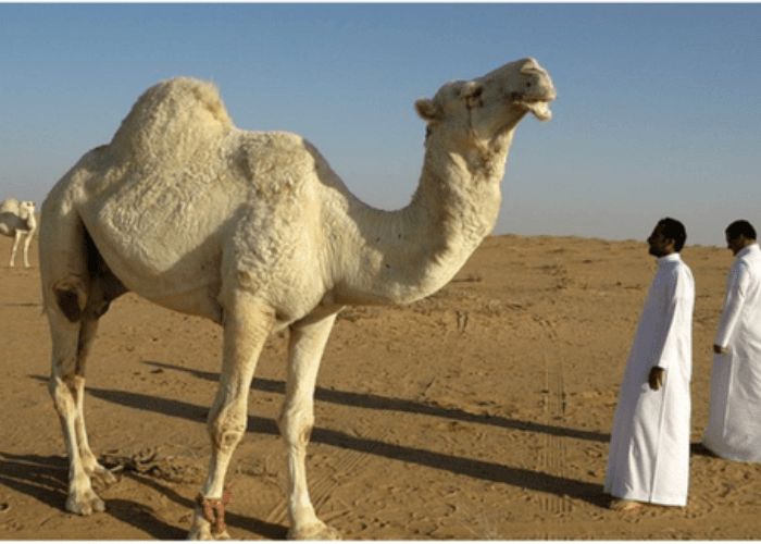 Saudi Arabia tightens rules on worker violations Kingdom of Saudi Arabia