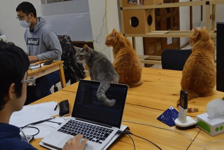 Tokyo firm uses rescued cats to boost employee wellbeing Tokyo firm